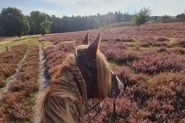 Geländereiten – Ein Pferd in der Lüneburger Heide.